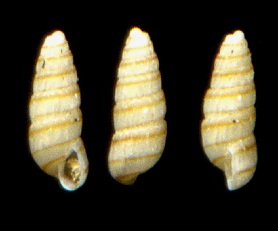 Odostomella doliolum